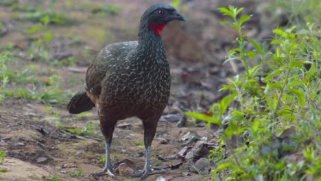 close-up-frontal-shot-of-the-red-knot-curassow-which-is-endangered-but-still-occurs-in-Espírito-Santo,-Bahia-and-Minas-Gerais-in-southeastern-Brazil