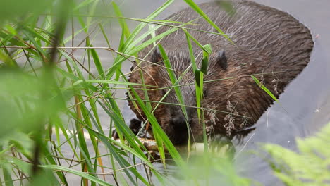 North-American-Beaver-half-submerged-gnawing-a-branch-and-feeding-on-a-riverside,-Close-up