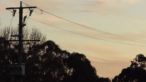 Power-lines-with-gum-trees-during-sunset-golden-hour-cloudy,-two-birds-fly-past,-Maffra,-Victoria,-Australia