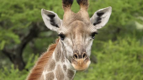 Giraffe-looks-at-camera-and-shakes-head-out-of-frame,-Closeup