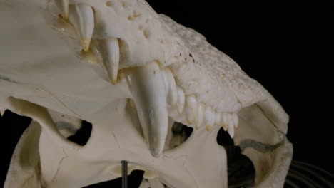 Alligator-skull-close-up-of-teeth-macro