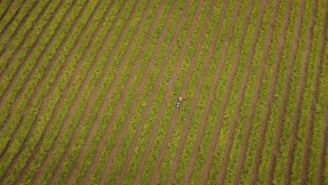 Aerial-view-of-a-vineyard-and-a-tractor-at-the-harvest-of-albariño-grapes-in-Galicia