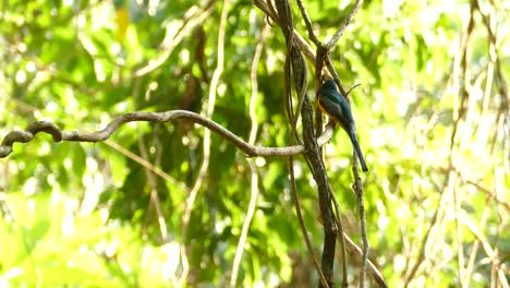Peaceful-realtime-clip-of-a-Golden-and-Blue-tropical-bird-in-Panama,-sitting-on-a-branch-in-a-bright-clearing---a-Female-Violaceous-Trogon