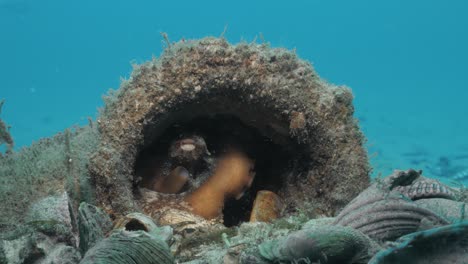 A-unique-underwater-view-of-small-common-Octopus-making-its-home-in-a-discarded-pipe-on-the-ocean-floor-showing-the-human-impact-of-marine-animals-habitat