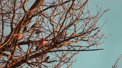 Three-Galah-Birds-Moving-on-Tree-Branch-With-No-Leaves,-Day-time-sunset-golden-hour,-Maffra,-Victoria,-Australia