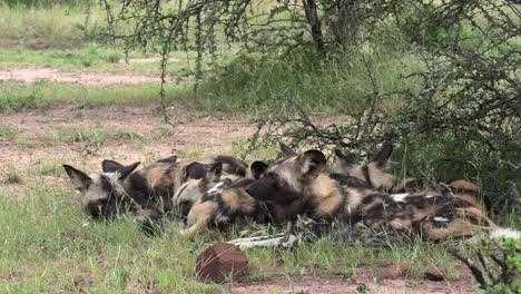 Eine-Gruppe-Afrikanischer-Wildhunde-Ruht-Gemeinsam-Im-Schatten-Eines-Busches