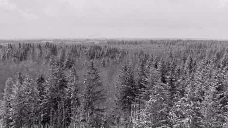 Drone-flight-over-a-snow-covered-forest-in-black-and-white