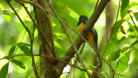 Black-throated-Trogon-bird-perched-on-branch-among-tree-leaves-with-yellow-and-blue-plumage
