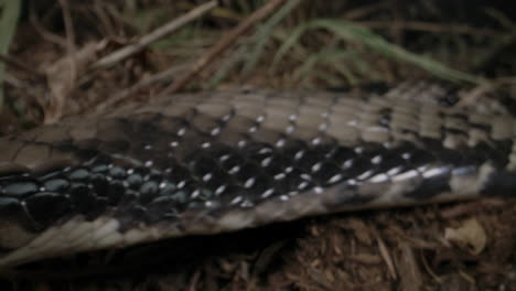 False-water-cobra-hooding-on-grass-close-up-macro