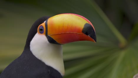 Slow-motion-close-up-shot-of-a-toucan-of-a-toucan-looking-around-and-moving-with-green-foliage-on-background