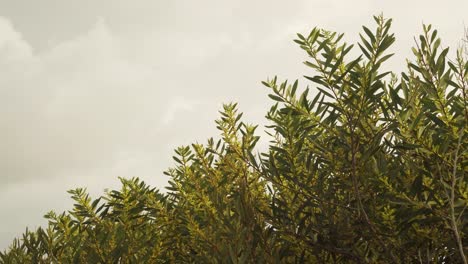 4K-branches-of-green-foliage-and-blossoms-of-acacia-longifolia-commonly-known-as-sallow-wattle-shaking-in-the-wind-with-a-white-sky-in-the-background,-60fps