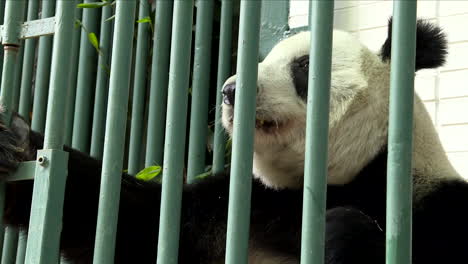 Süßes-Video-Eines-Pandas-Beim-Essen