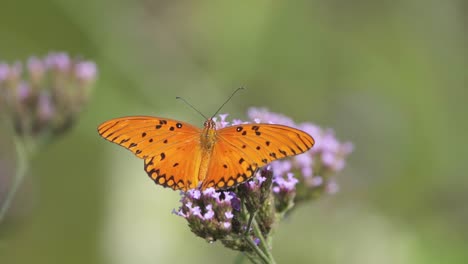 Slow-motion-shot-of-a-Gulf-fritillary-butterfly-feeding-from-nectar-against-blurry-background