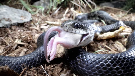 Black-rat-snake-chewing-on-a-mouse