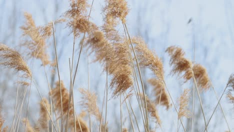 Beautiful-grass-long-grass-with-stock-on-the-top-swaying-in-the-wind-on-a-spring-day