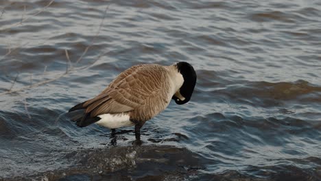 Elegant-Canadian-goose-cleans-itself-with-its-beak-while-standing-in-the-shallow-river-waters