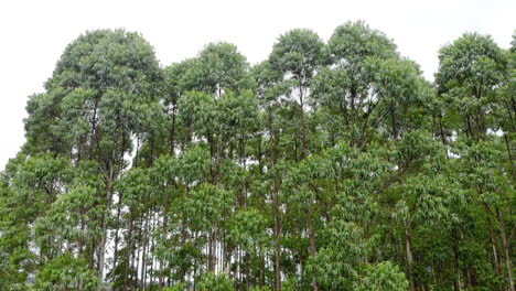 Plantación-De-Eucaliptos-En-Brasil