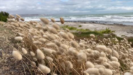 Hare's-Tail-Grass-Blowing-In-The-Wind-At-Kaikoura-Coast-In-New-Zealand