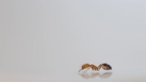 Side-View-on-One-Ant-Close-up,-Yellow-and-Tiny-Walking-Out-of-Focus,-White-Smooth-Background-4K