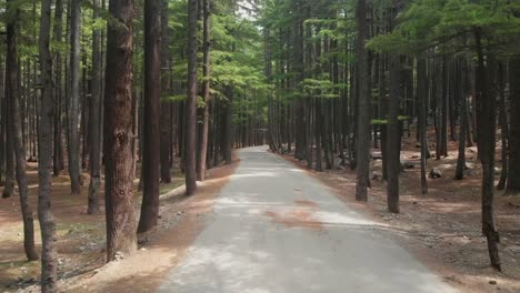 POV-Along-Empty-Road-Surrounded-By-Fir-Trees-At-USHU-Forest-At-Kalam