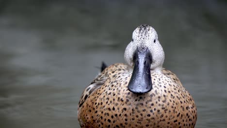 Close-up-of-a-red-shoveler-duck-grooming-its-feathers-with-its-spatula-shaped-bill-on-a-lake