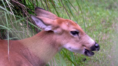Slow-motion-of-a-Marsh-Deer-chewing-grass-while-sitting-under-a-bush