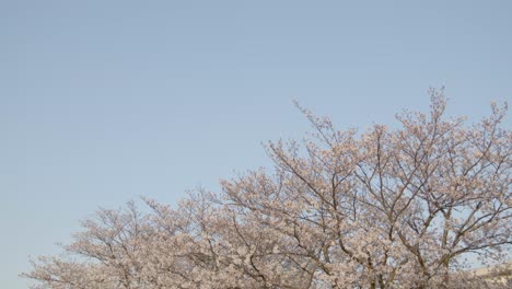 Best-Cherry-blossom-in-Yokohama