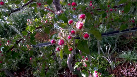 Ice-covered-apple-blossoms-after-nocturnal-frost-protection-irrigation