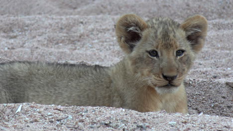 Close-up-of-a-curious-lion-cub-at-The-Greater-Kruger-National-Park-in-Africa