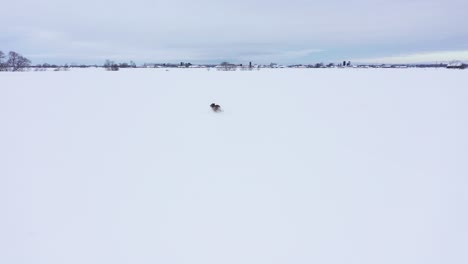 coyote-running-in-deep-powder-field-aerial-fly-by