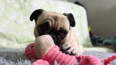 adorable-pug-dog-playing-with-her-toy