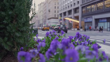 Verkehr-In-New-York-City,-Gesehen-Hinter-Einem-Blumenbeet-Mit-Lila-Blumen