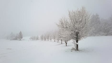 Slow-motion-snowing-on-line-of-deciduous-trees