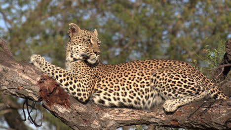 Close-side-view-of-leopard-lying-on-fallen-tree-and-looking-out