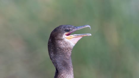Close-up-look-of-a-black-neotropic-cormorant-in-nature-with-its-beak-open-moving-its-throat-to-thermoregulate