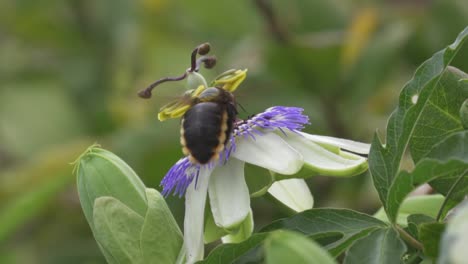 Close-up-of-a-black-and-yellow-bumblebee-flying-over-a-blue-crown-passion-flower-to-collect-nectar