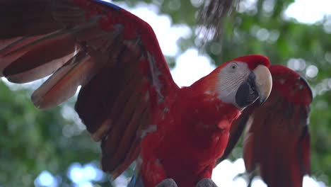 Close-up-of-red-macaw