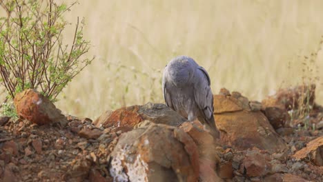 Montagu's-Harrier-Male-Standing-In-The-Field-Looking-Down-On-Its-Feet