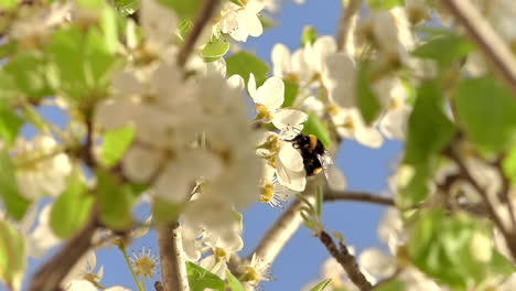 Natürlicher-Rahmen-Aus-Blättern-Und-Zweigen,-In-Der-Mitte-Honigbiene,-Die-In-Zeitlupe-Pollen-Sammelt