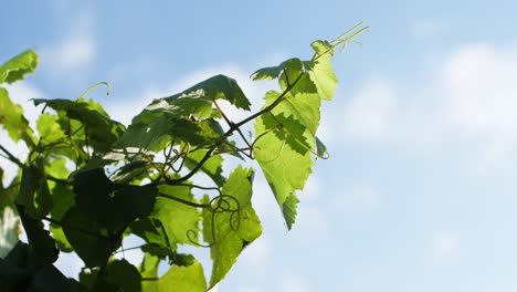 vineyard-branch-with-green-leaf-and-a-blue-sky-background-in-Galicia