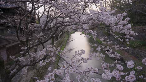 Omihachiman-Moat-in-Spring,-Breeze-through-Spring-Sakura-Trees,-Shiga-Japan