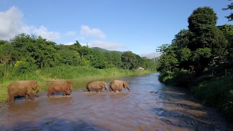Manada-De-Elefantes-Cruzando-Un-Río-En-El-Sudeste-Asiático