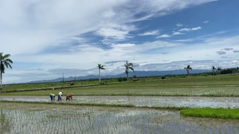 Farmers-Manually-Planting-Organic-Rice-Crop-At-The-Field-In-Yogyakarta,-Java,-Indonesia