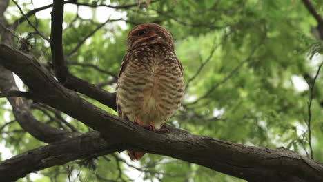 Burrowing-owl-male-adult-on-tree-branch-looking-around