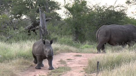 Gimbal-shot-of-White-Rhino-calf-in-wild