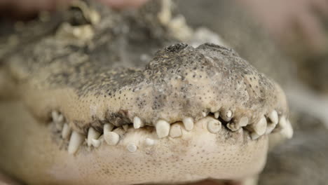 American-Alligator-close-up-face