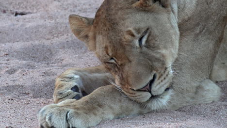 Close-up-of-a-lioness-resting-on-the-soft-sand