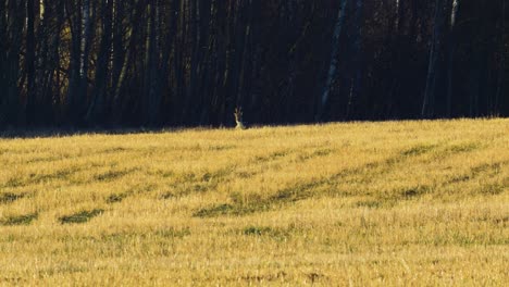 Wild-European-roe-deer-buck-resting-in-agricultural-field-in-calm-sunny-spring-day,-heat-waves,-medium-shot-from-a-distance