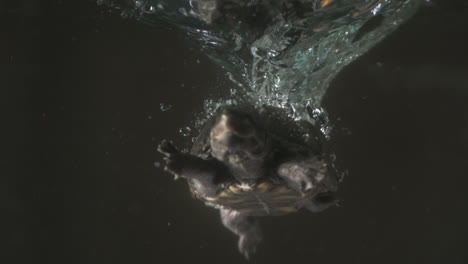 Stürzende-Schnappschildkröte,-Trübes-Wasser-–-Moschusschildkröten-Stinktopf