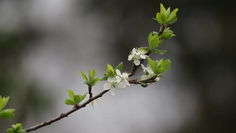Blossom-on-a-plum-tree..-Spring.-UK